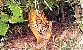Trapped Tiger Quarantined At ARC In Visakhapatnam