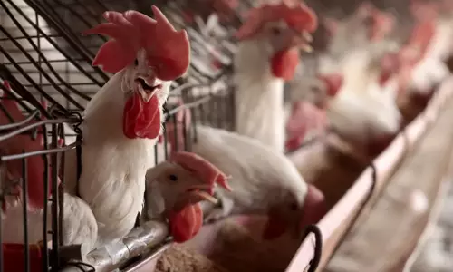 NIHSAD Confirms Avian Influenza Outbreak at Farms in Annamayya Villages