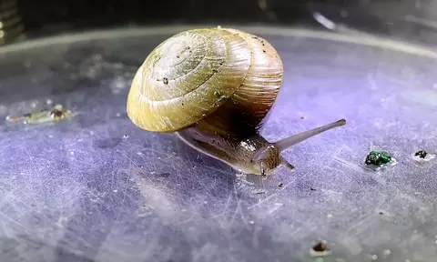 Tiny Snail, Big Comeback: A Million-Year Survivor Crawls Back