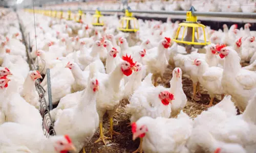 AP Govt Steps Up Measures After Bird Flu Outbreak in Annamayya Dt