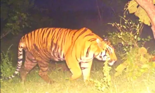 High Alert In Karimnagar As Wandering Tiger spotted In Thangallapally Mandal