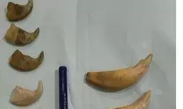 DRI Seizes 7 Tiger Nails, 3 Canine Teeth in Nampally; 2 Traffickers Held