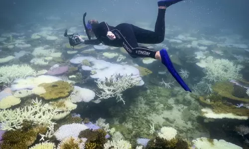 Three-Year Heatwave Bleached Half The Planets Coral Reefs: Study