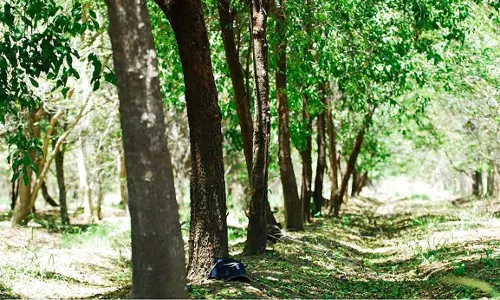 Sandalwood Tree Grower Chops a Branch of Sandalwood Tree in Vidhana Soudha in Protest