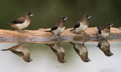 Over 21,000 Water Birds Recorded in  January Thamirabarani Survey