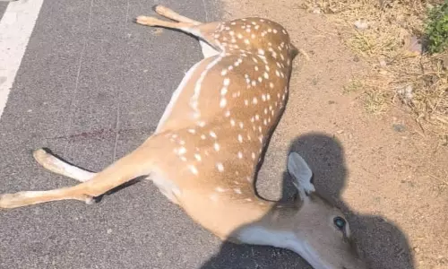 Deer Killed in Road Accident Inside Kawal Tiger Reserve