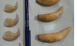 Wildlife Traffickers Caught With Tiger Parts