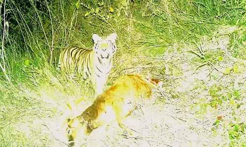 Tiger Back In Siddipet, So Is Team To Catch It If Needed