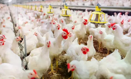 Bird Flu Contained To Three Farms in Sodam, Says Annamayya Collector