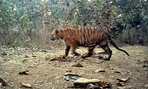 Tiger Spotted on Nallamala Forest Road; Devotees Safe