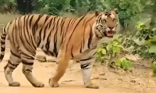 Three Rescue Teams in Place to Capture Tiger