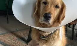 Delhi Vet Flies To Save Golden Retriever After Needle Found In Stomach Delhi Vet Flies To Save Golden Retriever After Needle Found In Stomach