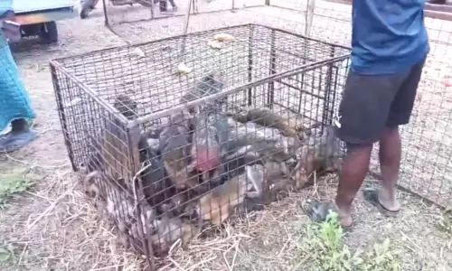 50 Monkeys Die in Warangal Capture Tragedy