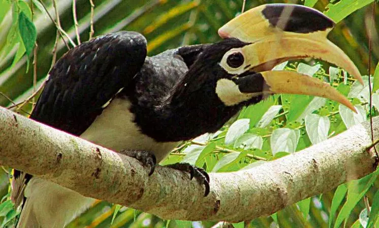 Hornbill Restaurants Being Developed In C’garh Reserve To Create Quality Habitat For Endangered Avian Species