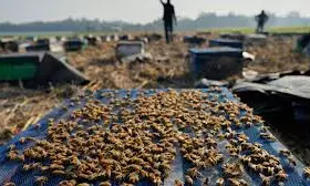 India’s Migratory Beekeepers And Their Hives Follow The Flowers For Honey