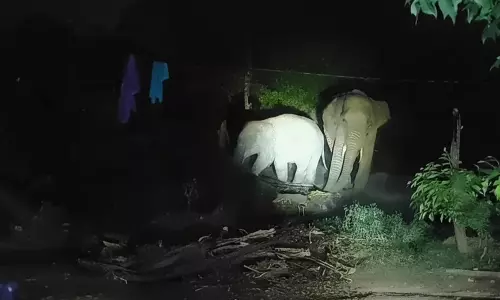 Human-Wildlife Coexistence: Keonjhar Woman Feeds Hungry Elephants