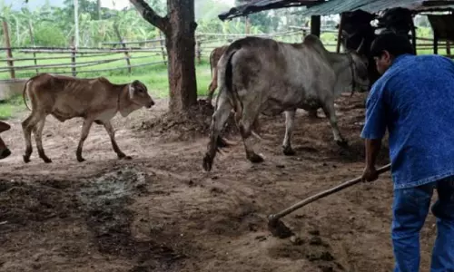 Cow Manure Still Popular Among Hill Farmers