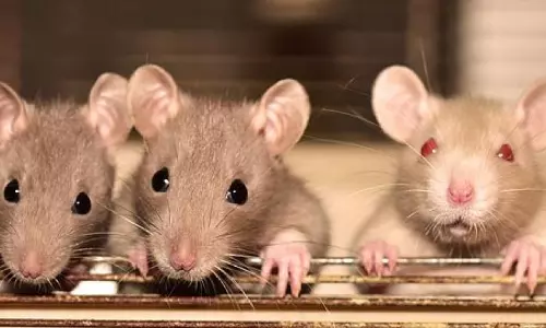 12 KGBV Students Suffer Rat Bites In NTR District