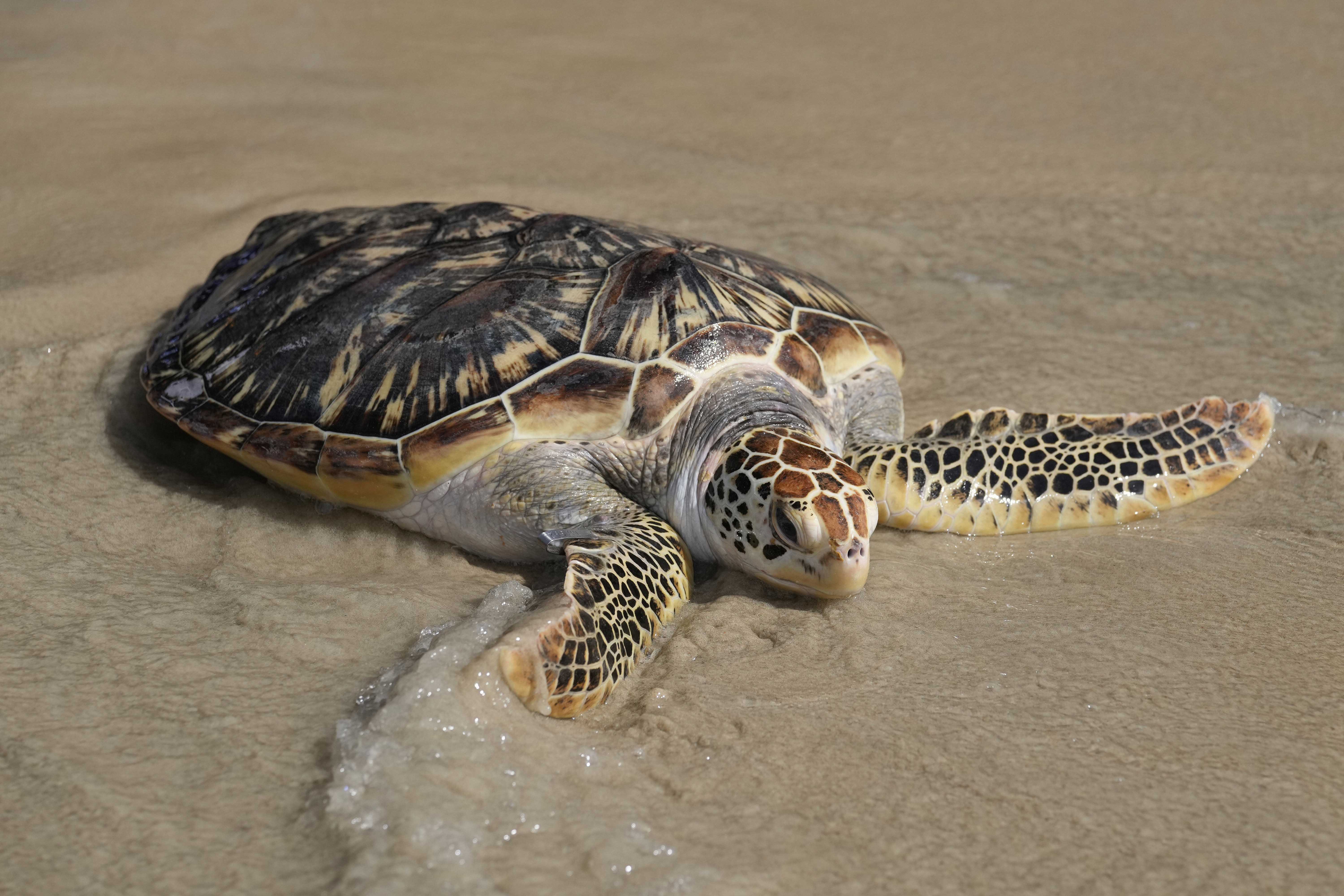 Dead Moda Moda Turtle 49 Turtles Found Dead Along West Godavari Coast