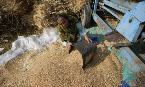 Govt Approves 25 Lakh Tons of Wheat Exports