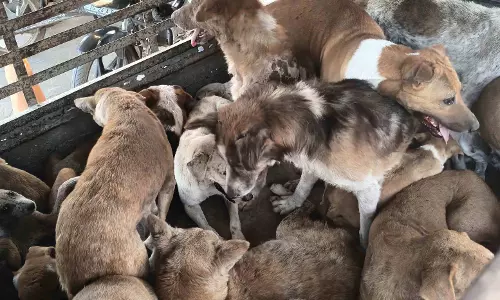 Village Officials Accused of Dumping Stray Dogs in Forest From Nallabelli Village