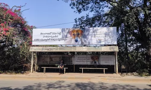 1500 Community Dogs Poisoned to Meet Poll Promise: PETA