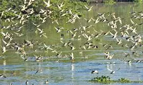 Synchronised Terrestrial Bird Census Across TN On Feb. 14,15