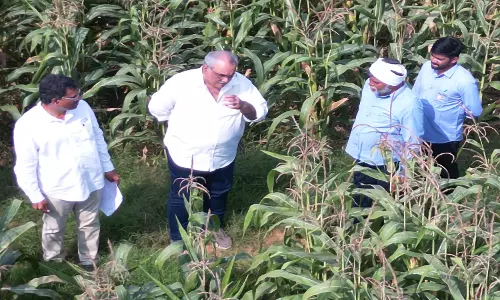 ICAR–IIMR, Gourmet Popcornica Collab Paves the Way for an Aatmanirbhar Popcorn Maize Ecosystem