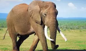 Kerala: Two Elephant Tusks Worth Rs 2 crore Stolen From Pangode Army Camp