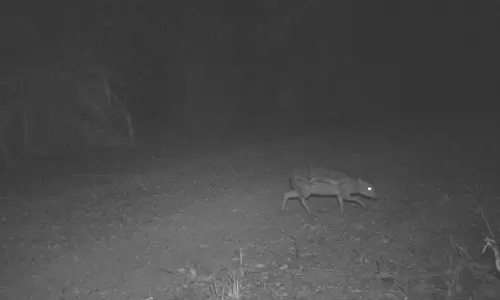 Endangered Mouse Deer discovered in Eturnagaram sanctuary Endangered Mouse Deer discovered in Eturnagaram sanctuary