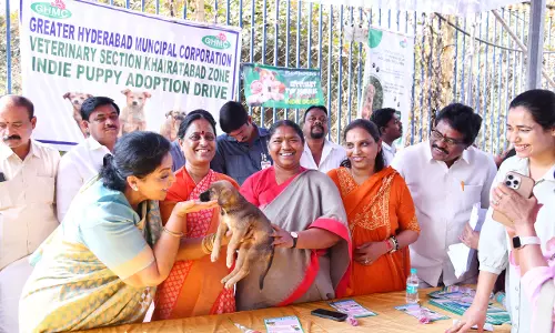 Indie Puppy Adoption Mela Draws Families, Animal Lovers