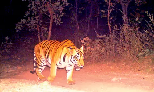 One More Cattle Kill by Tiger, Officials on Wait-and-Watch Mode One More Cattle Kill by Tiger, Officials on Wait-and-Watch Mode