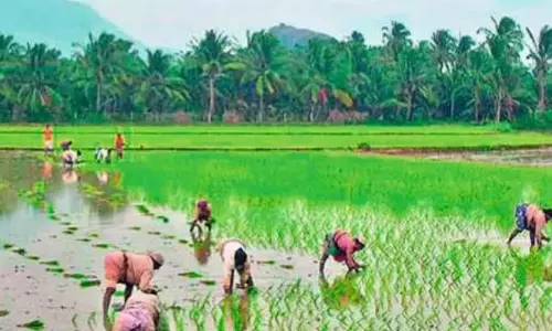Telangana Leads in Natural Farming, Trails in Funds