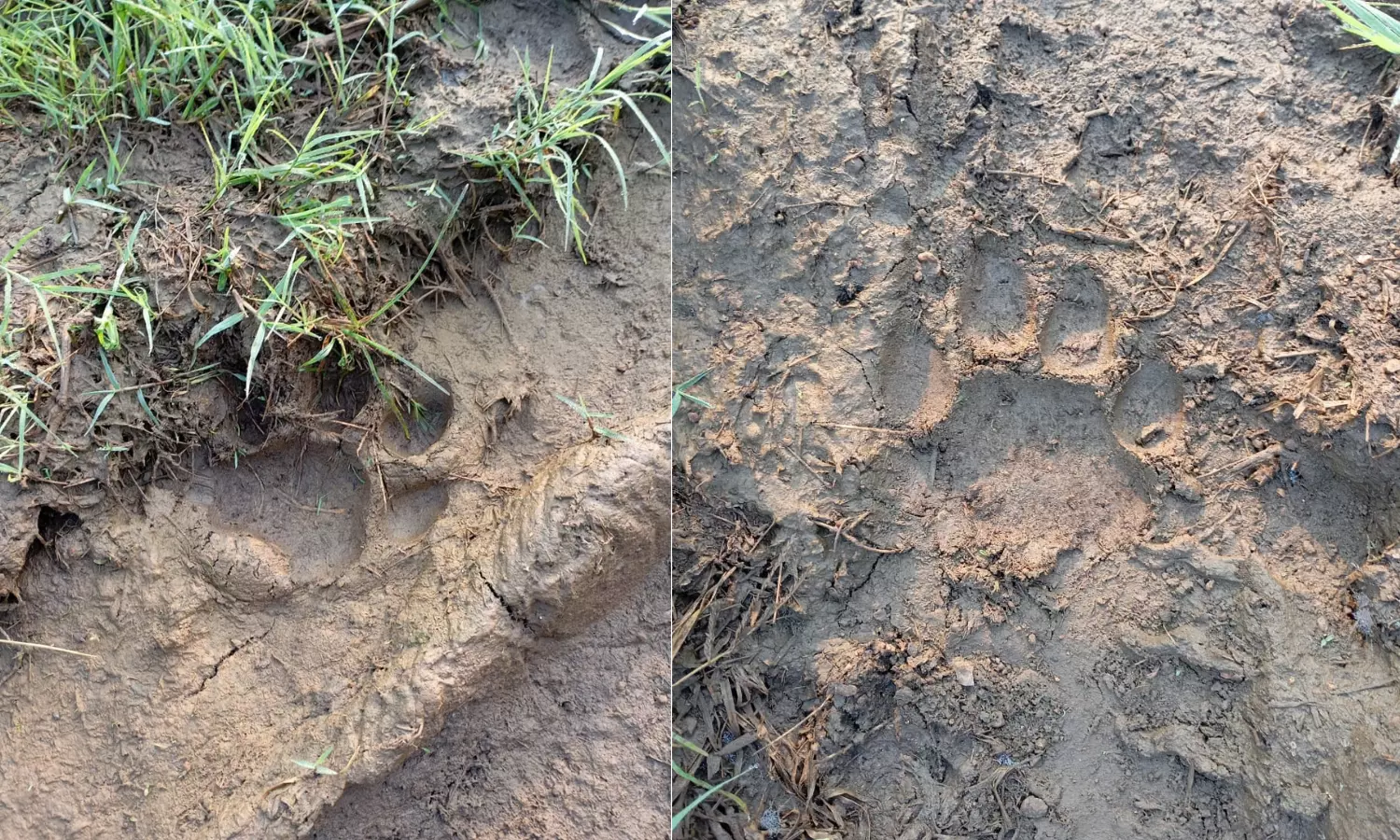 Tiger Spotted Near Villages in Siddipet Tiger Spotted Near Villages in Siddipet