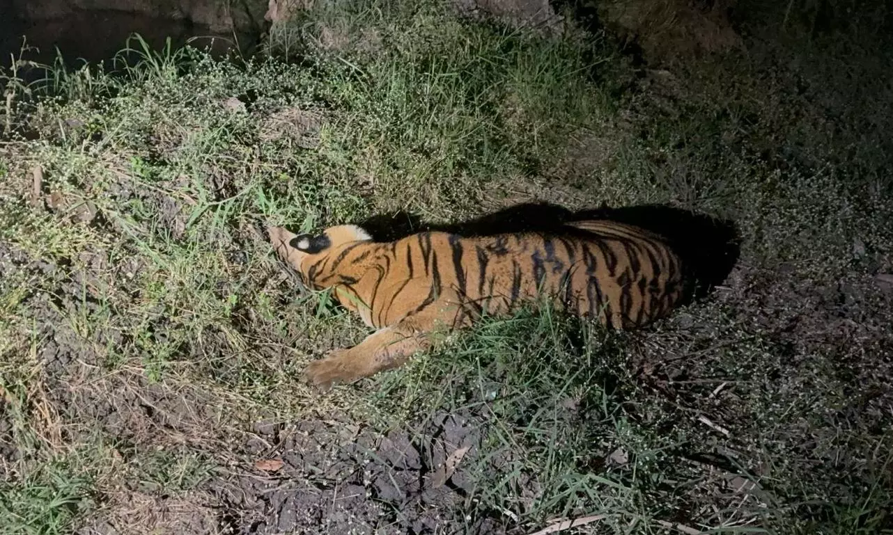 Strayed Tiger Released Back into Papikondalu National Park Strayed Tiger Released Back into Papikondalu National Park
