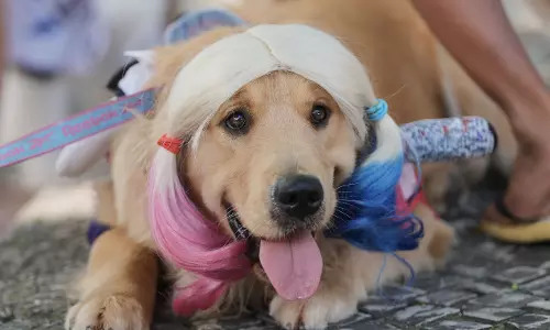 Dogs parade at Rio Carnival as their owners protest against animal cruelty