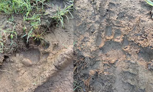 Tiger Spotted Near Villages in Siddipet Tiger Spotted Near Villages in Siddipet