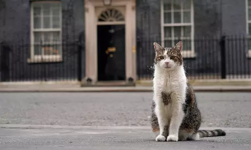 ‘First Feline’ Larry Marks 15 Years As Britain’s Political Top Cat ‘First Feline’ Larry Marks 15 Years As Britain’s Political Top Cat