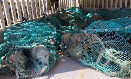 Stray Dogs Adopted Under City Corporation’s Adoption Programme In Bengaluru