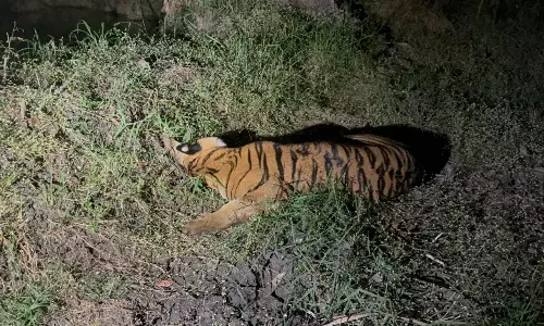 Strayed Tiger Released Back into Papikondalu National Park