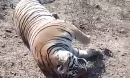 Tiger Carcass Discovered in Gundal Reservoir
