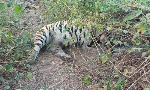 Madhya Pradesh: Satellite-Collared Tiger Found Dead in MP Reserve Madhya Pradesh: Satellite-Collared Tiger Found Dead in MP Reserve