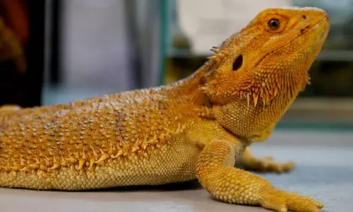 Sydney Man Jailed For Mailing Reptiles In Popcorn Bags Sydney Man Jailed For Mailing Reptiles In Popcorn Bags