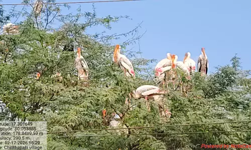 Siberian Painted Storks Arrive In Khammam After 4 Years Siberian Painted Storks Arrive In Khammam After 4 Years