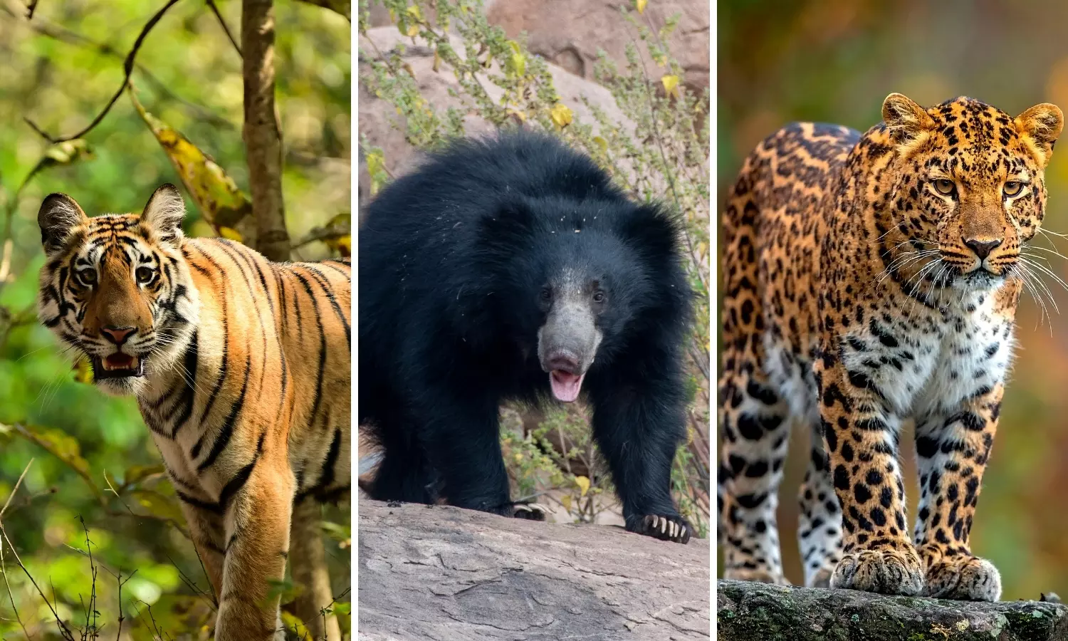 Tiger, Sloth Bear, Leopard Movement Triggers Alert in Adilabad Tiger, Sloth Bear, Leopard Movement Triggers Alert in Adilabad