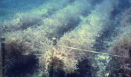 Polyethylene Rafts Promote Seaweed Farming Along AP Coast
