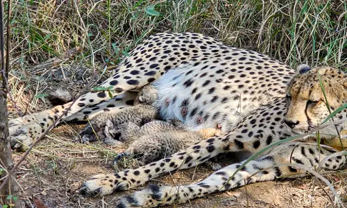 Three Cheetah Cubs Born at Kuno National Park