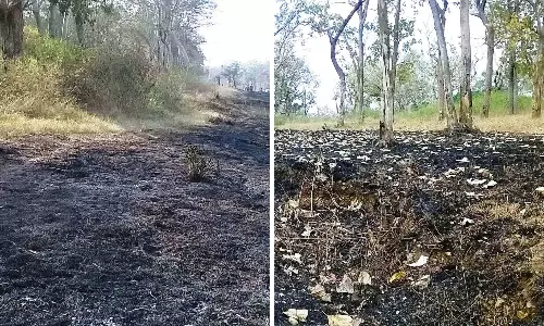 Nilgiris Foresters Draw Fire Line to Foil Wildfires Nilgiris Foresters Draw Fire Line to Foil Wildfires