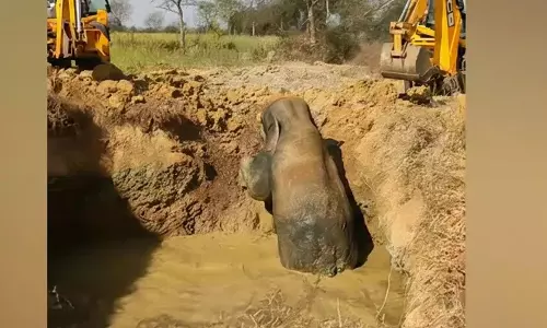 Two-Hour Rescue Operation Saves Elephant Trapped In Pond In Sundargarh Two-Hour Rescue Operation Saves Elephant Trapped In Pond In Sundargarh