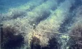 Polyethylene Rafts Promote Seaweed Farming Along AP Coast